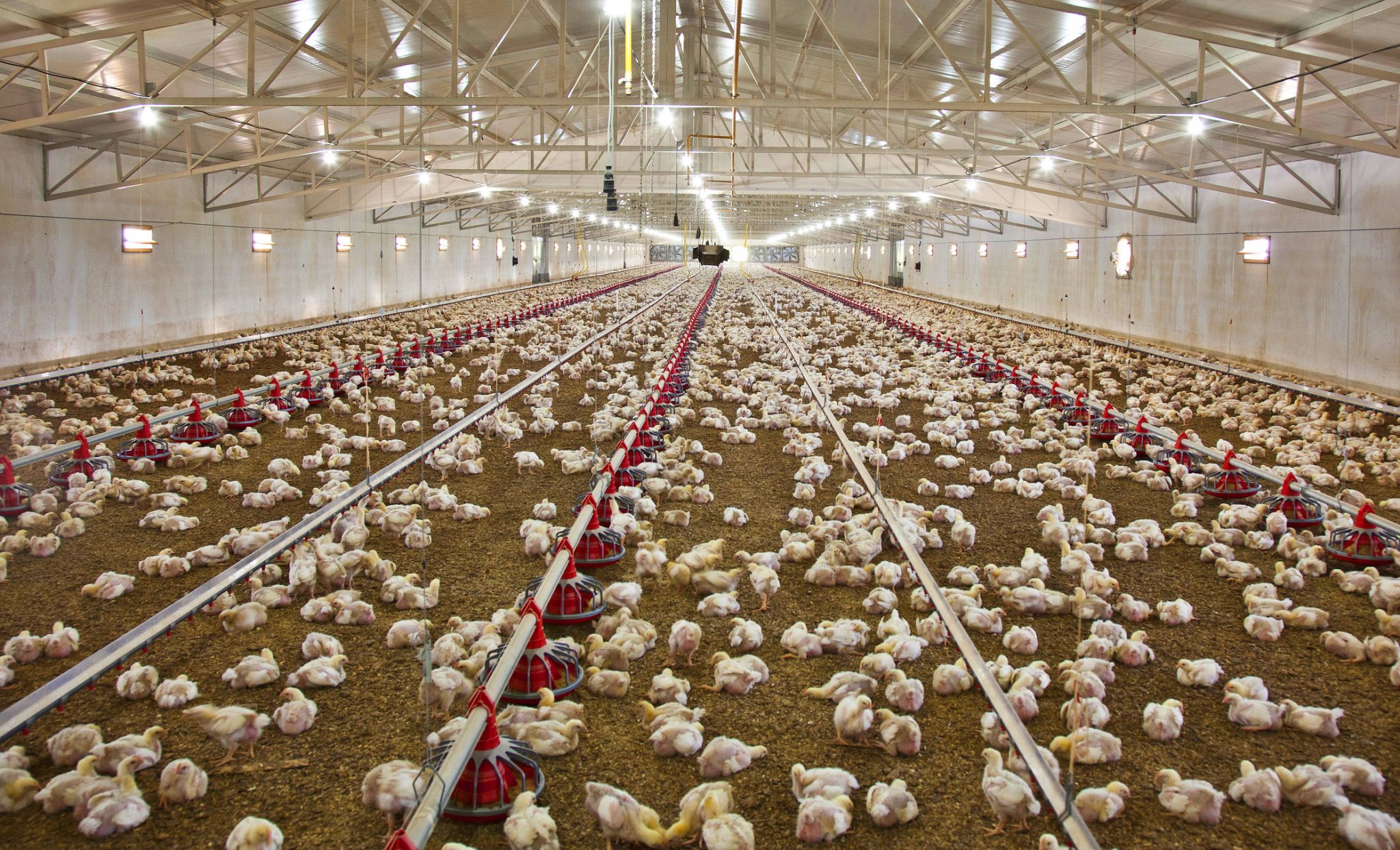 Canadian teen in critical condition with suspected bird flu infection